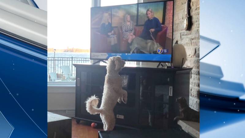 Pam Burker sent us photos of her dog, Piper, checking out Naomi the husky mix from the...