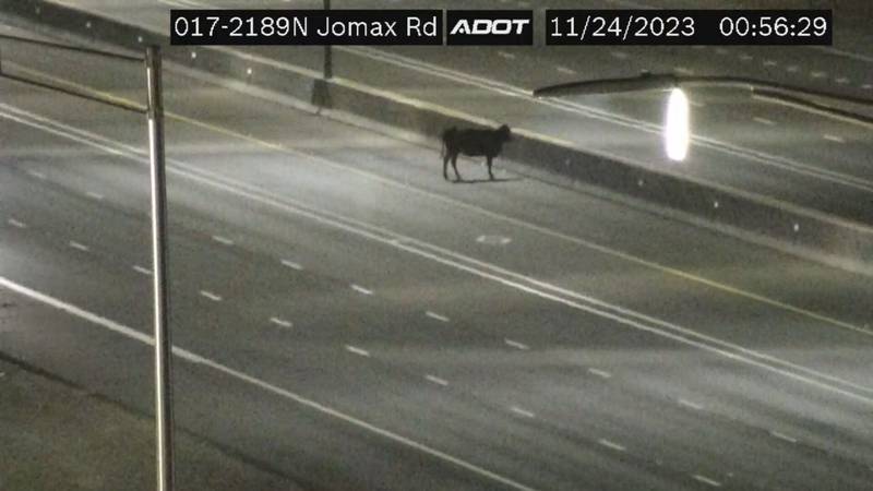 Arizona troopers helped wrangle a runaway bull on Interstate 17 outside of Phoenix.